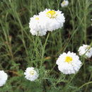 CHAMOMILE ROMAN FRANCE