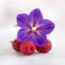 IONONA BETA