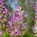 CLARY SAGE FRANCE