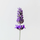 LINALOOL