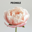 PEONILE (Givaudan)