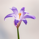 CYCLAMEN ALDEHYDE EXTRA (Givaudan)
