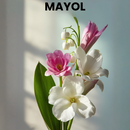 MAYOL