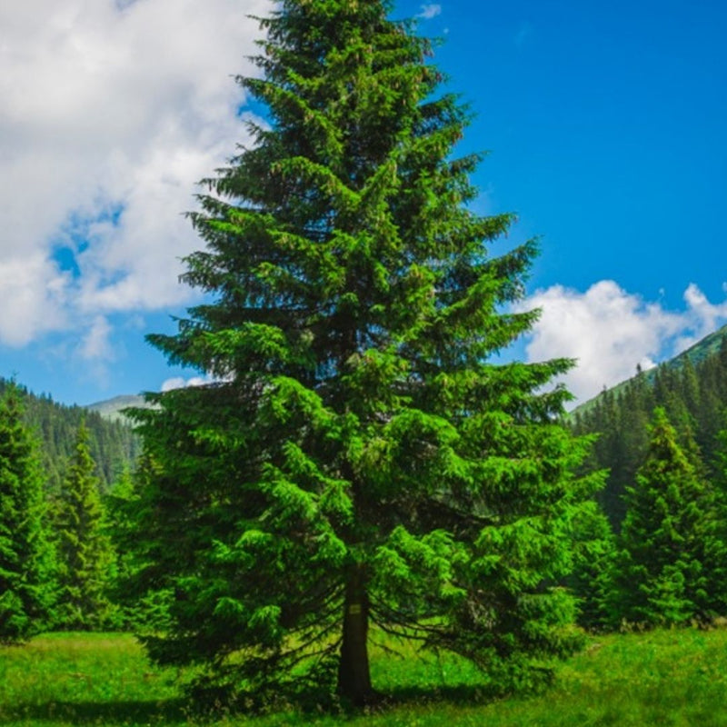 CYPRESS