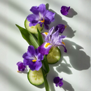 VIOTRIL ABQ5770M