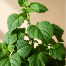 PATCHOULI TERPENES