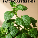 PATCHOULI TERPENES