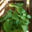 CLEARWOOD
