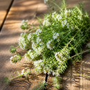 THYME WHITE OIL