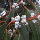 EUCALYPTUS GLOBULUS
