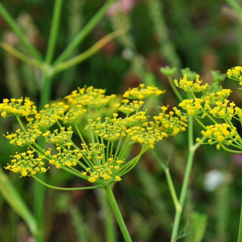 FENNEL SWEET