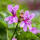 GERANIUM EGYPTIAN