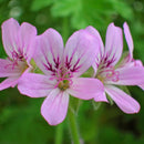 GERANIUM MADAGASCAR