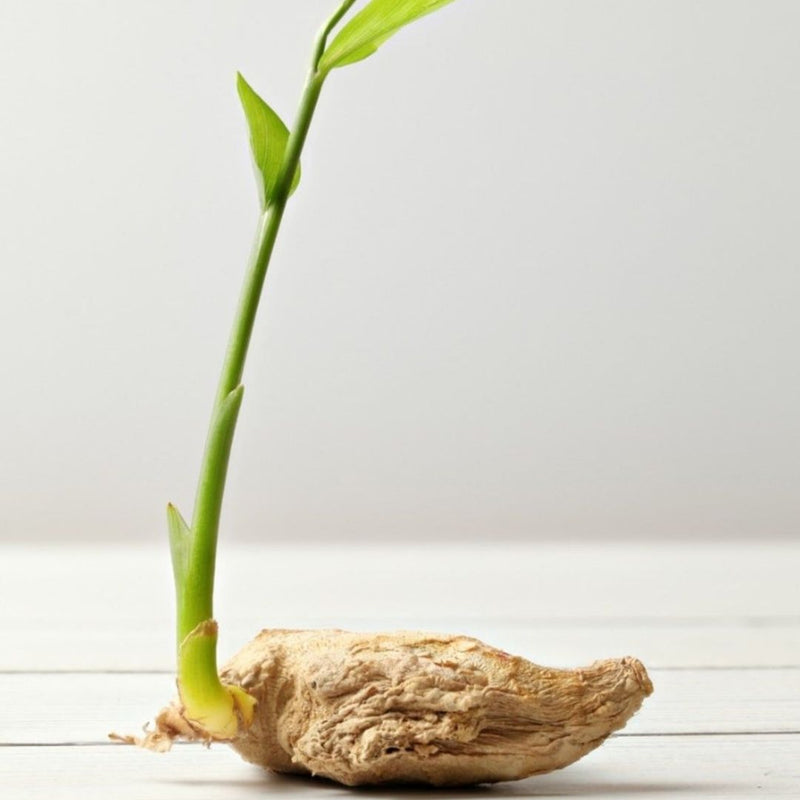 GINGER