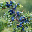 JUNIPER BERRY