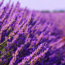 LAVENDER BULGARIA