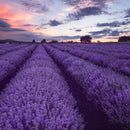 LAVENDER FRANCE
