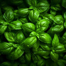 BASIL