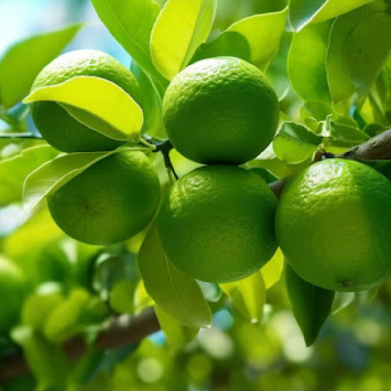 TERPENO DE LIMÃO