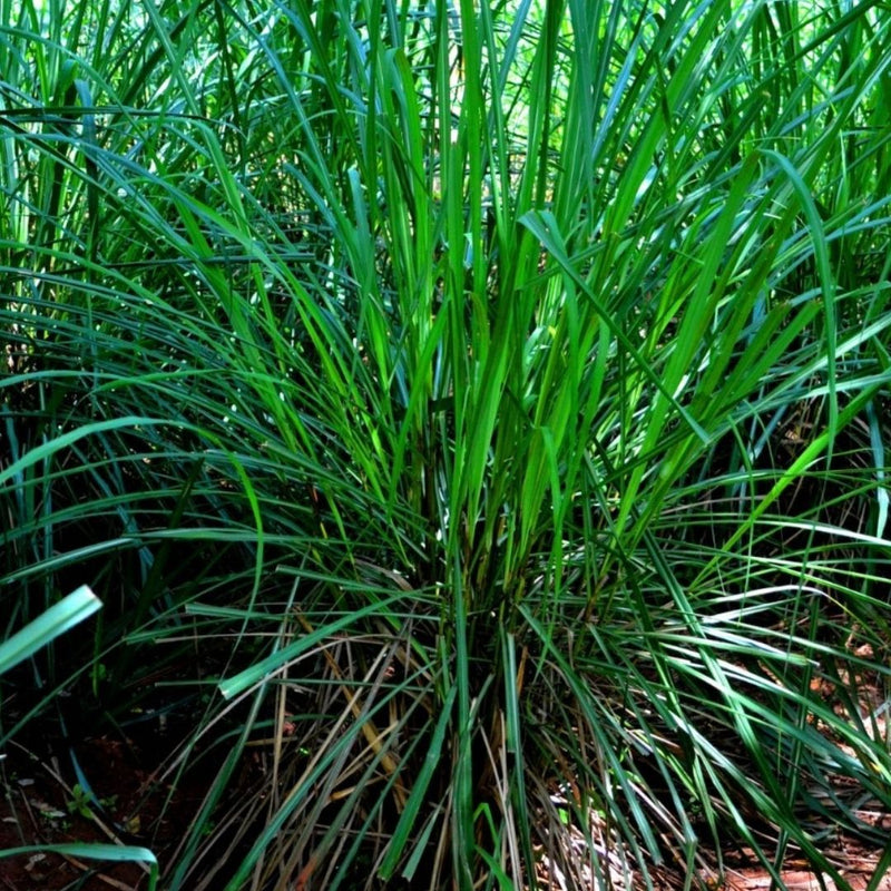 LEMONGRASS