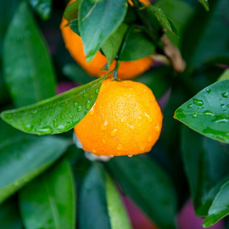 MANDARIN YELLOW