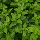 MINT ARVENSIS