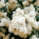 NIAOULI MELALEUCA