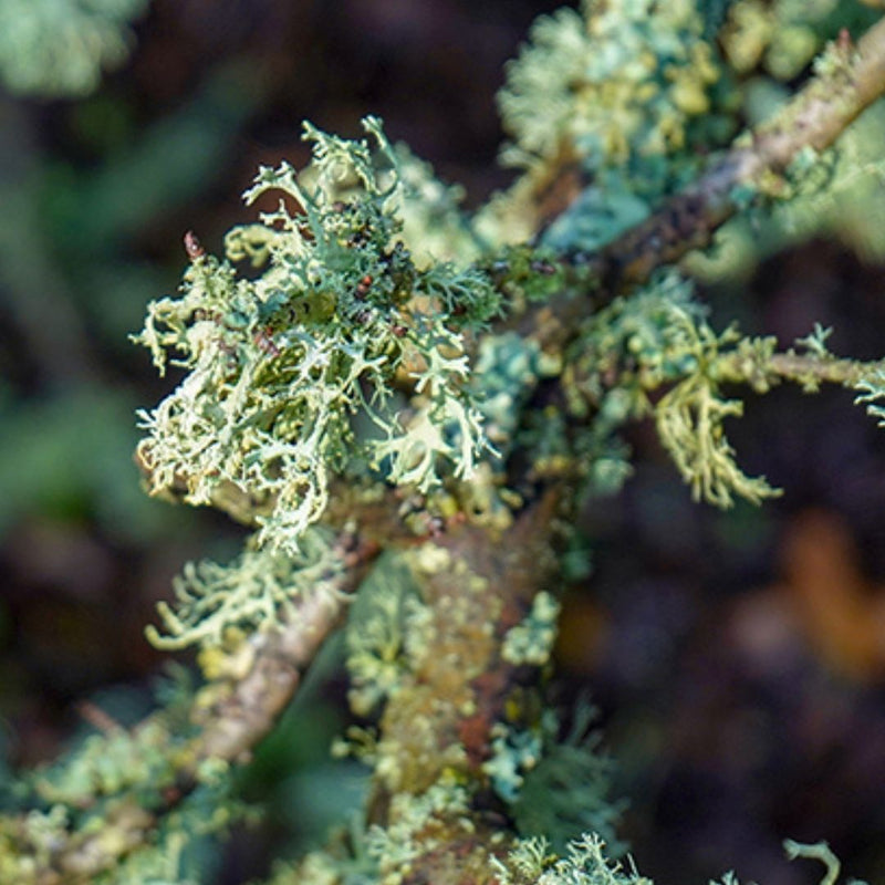 OAKMOSS ABSOLUTE