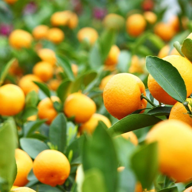 TERPENO DE LARANJA