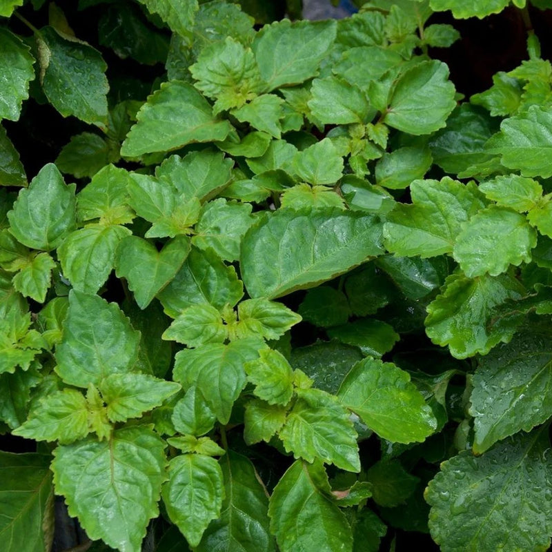 PATCHOULI IRON FREE