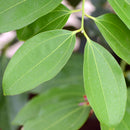 PERU BALSAM EO RECTIFIED