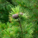 PINE SIBERIAN