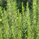 ROSEMARY SPAIN