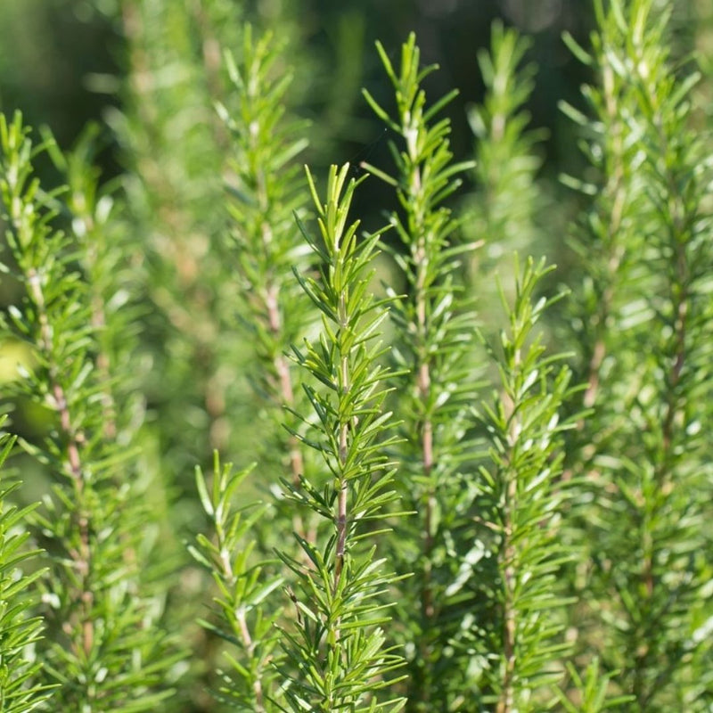 ROSEMARY SPAIN