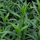TARRAGON