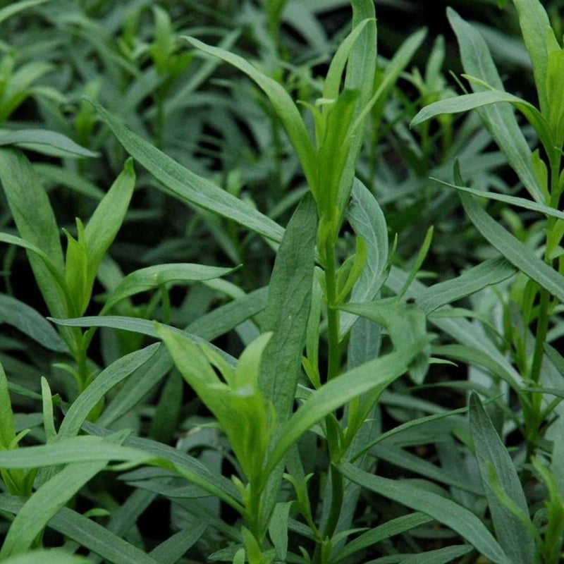 TARRAGON