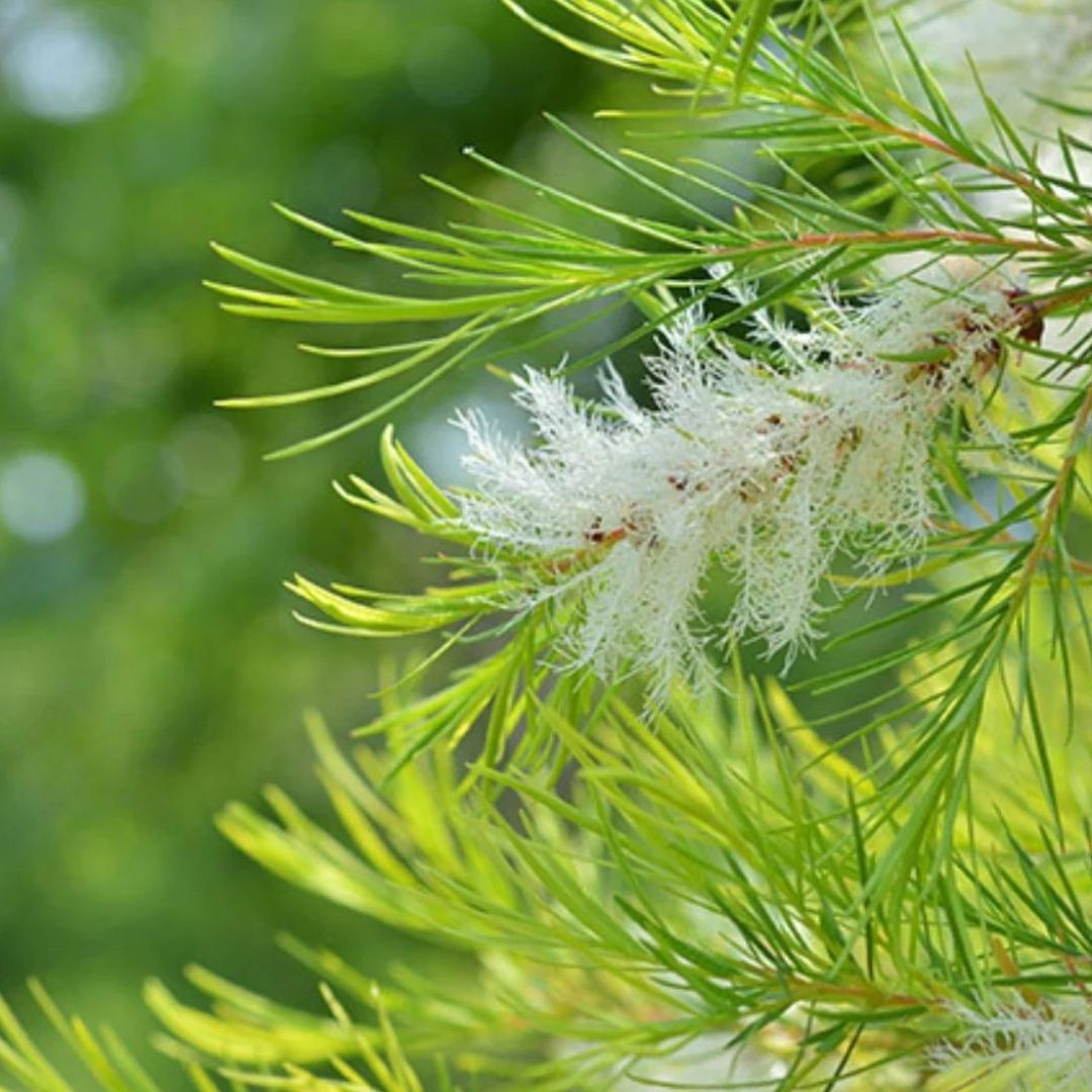 TEA TREE