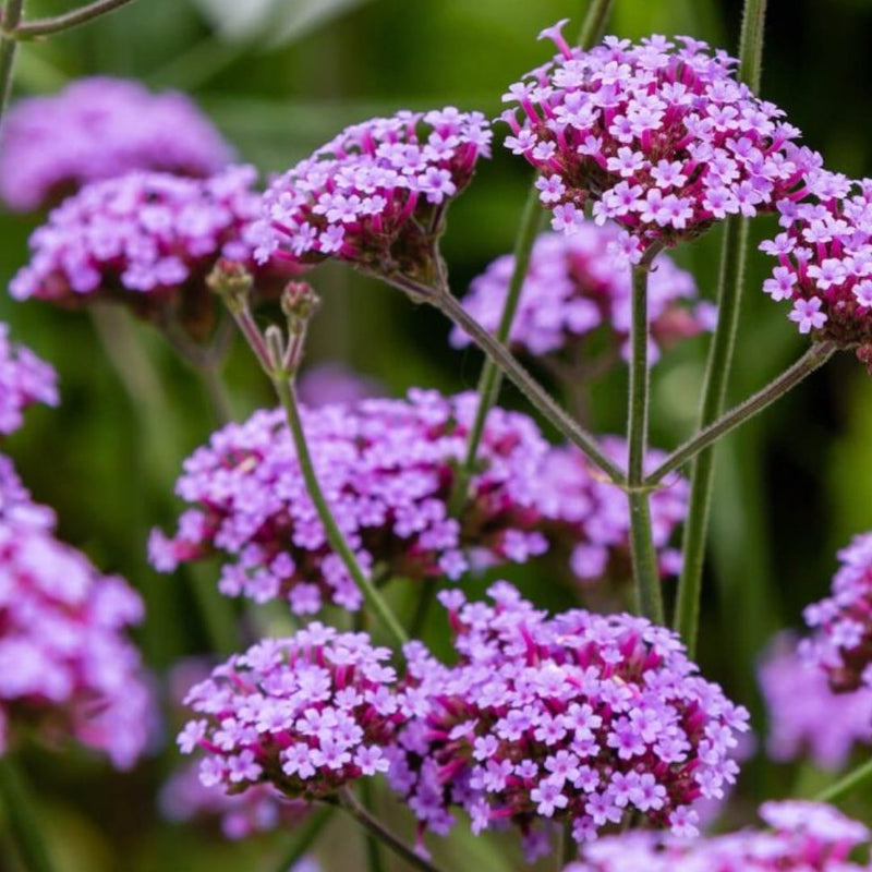 VERBENA