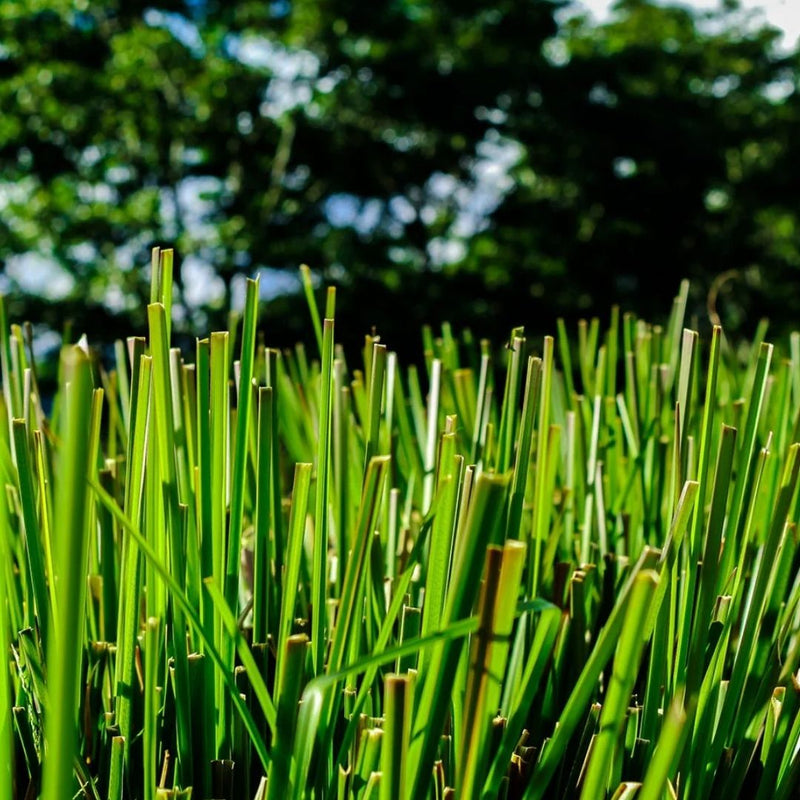 VETIVER HAITI