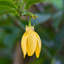 YLANG III
