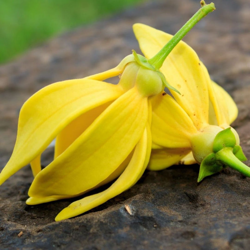 YLANG COMPLETE