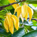 YLANG VOP