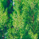 CEDARWOOD VIRGINIA TYPE I