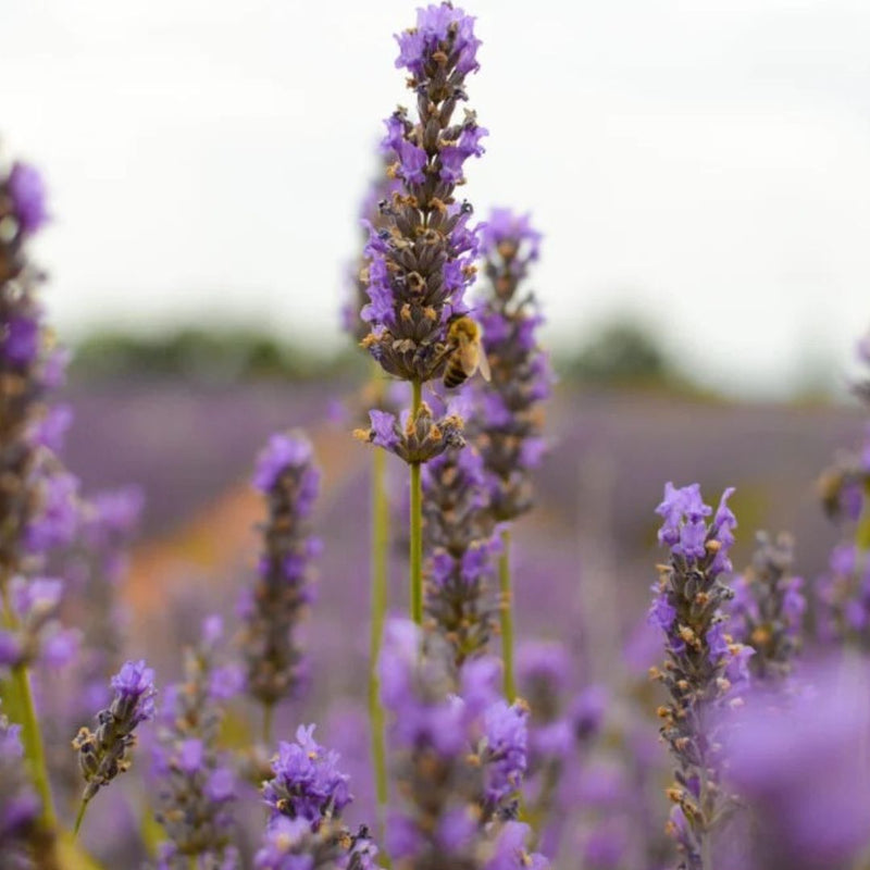 LAVENDER MAILLETTE