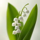 FLOROL