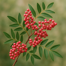 PINK PEPPERCORN
